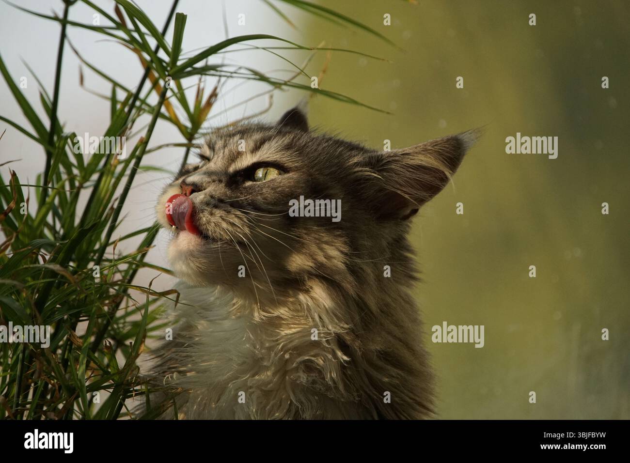 Lieblicher süßer Hauptbär, der das frühe Sonnenlicht des Tages genießt, Licht in den Augen reflektiert, silberglänzende Katze im Sonnenlicht Stockfoto