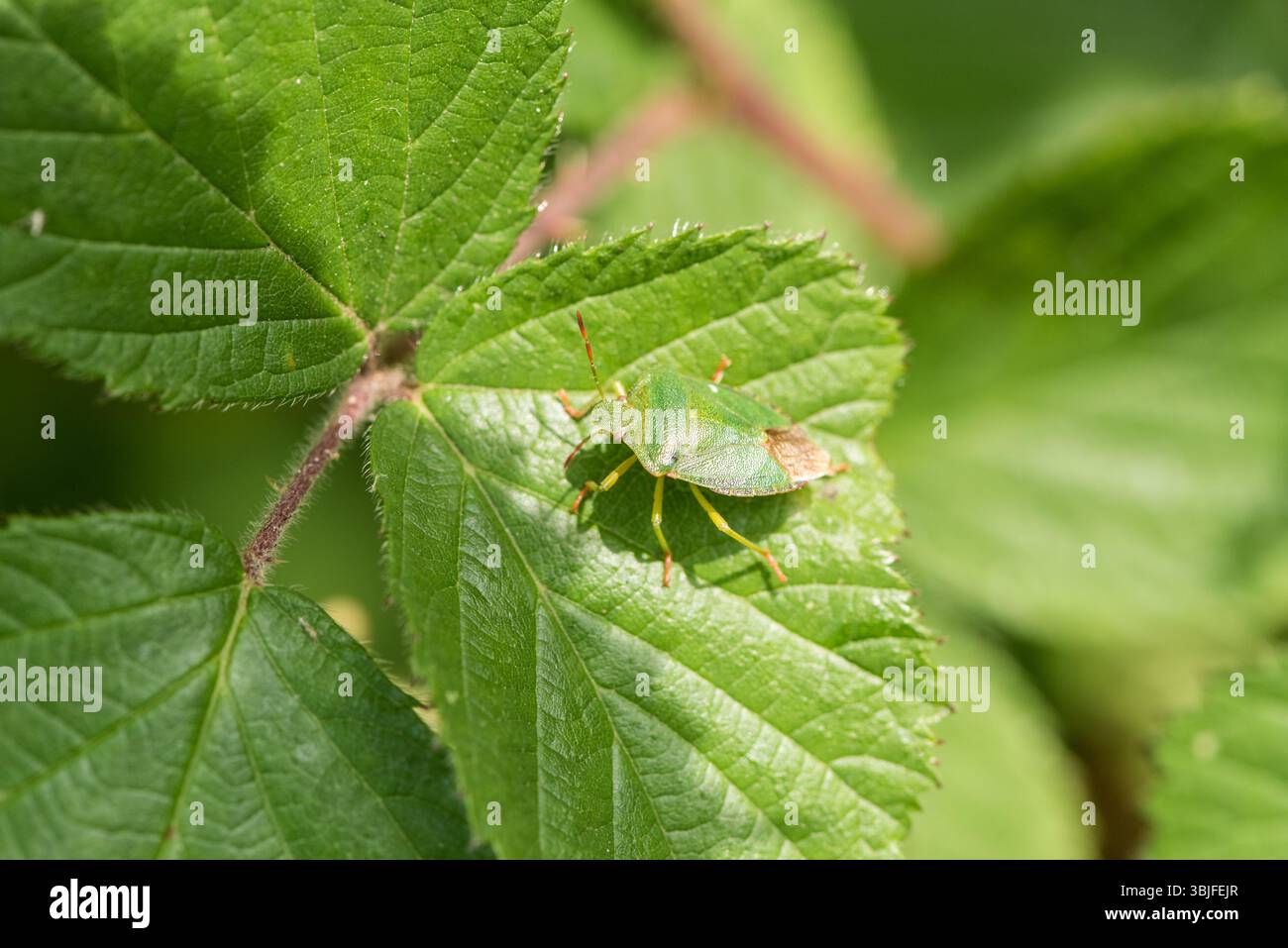 Green Shield Bug (Palomena prasina) auf einem Blatt in Ham Common, Surrey Stockfoto