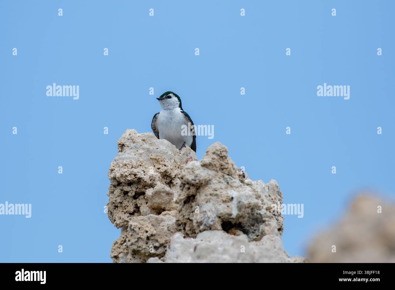 Violettgrüne Schwalbe auf einem Tuffturm am Mono Lake in der östlichen Sierra Kalifornien; USA Stockfoto
