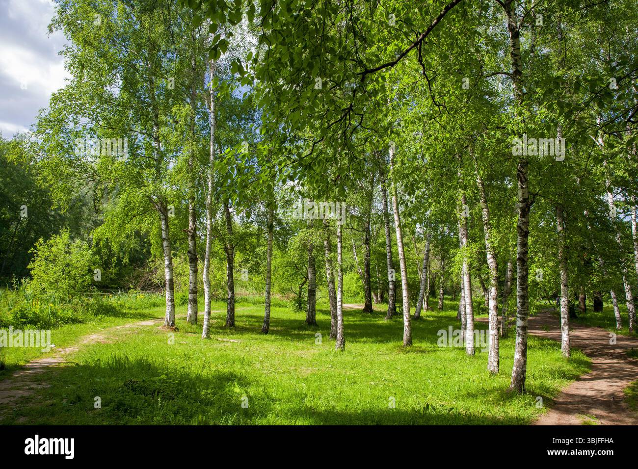 ERSTAUNLICHE RUSSISCHE LANDSCHAFT MIT BIRKEN IM JUNI, an die sich russische Emigranten in ihren Träumen erinnern Stockfoto