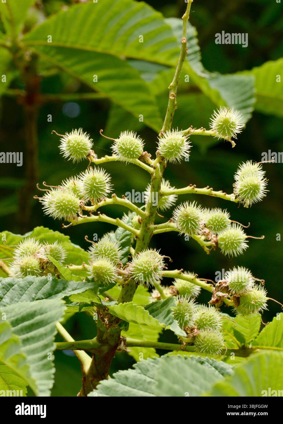 Samenkapseln der Rosskastanie Aesculus hippocastanum in der Frühfrühlingsentwicklung, nach Blüte an Laubbaumzweigen Stockfoto