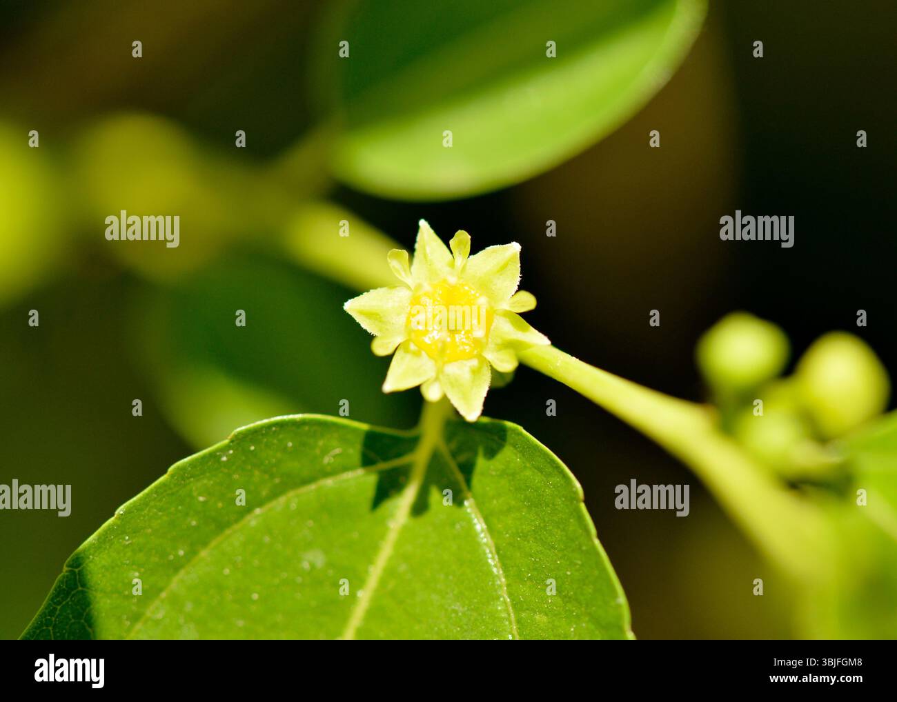 Jujube-Baum Ziziphus jujujuba Blüte im Frühjahr mit grünlich-gelben Blütenblättern in axillarer Position. Mitglied von Rhamnaceae, essbare Früchte Stockfoto