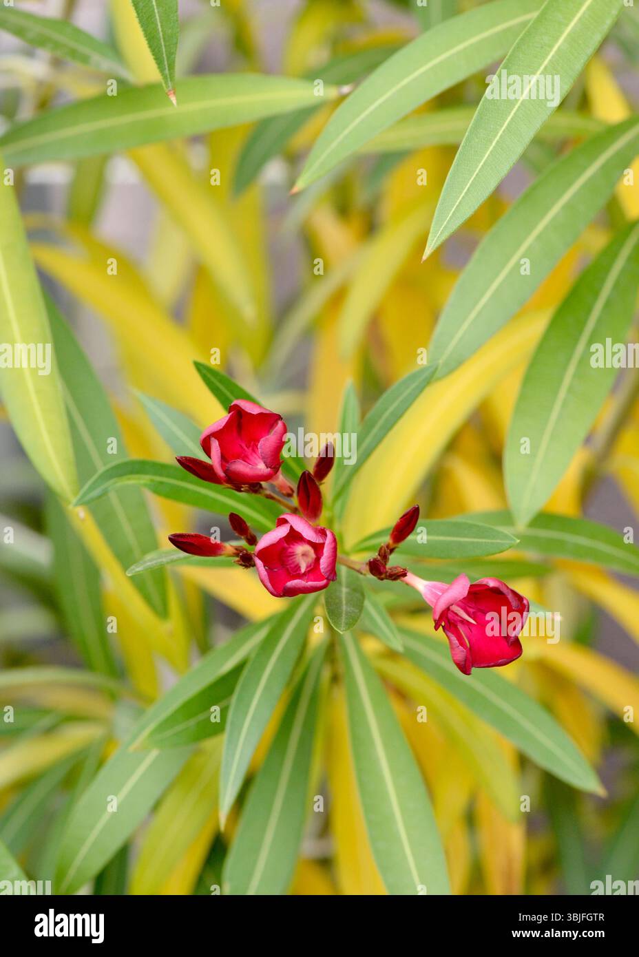 Nahaufnahme einer Nerium-Oleander-Zimmerpflanze, die rote Blüten neben gelblichen Blättern zeigt, was Anzeichen von Pflanzenstress im häuslichen Garten hervorhebt Stockfoto