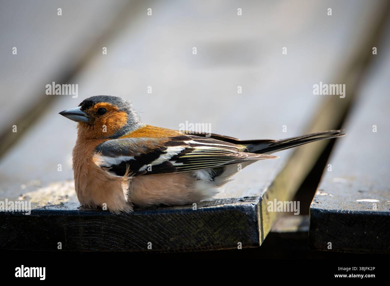 Chaffinch macht eine Pause auf einem Picknicktisch Stockfoto
