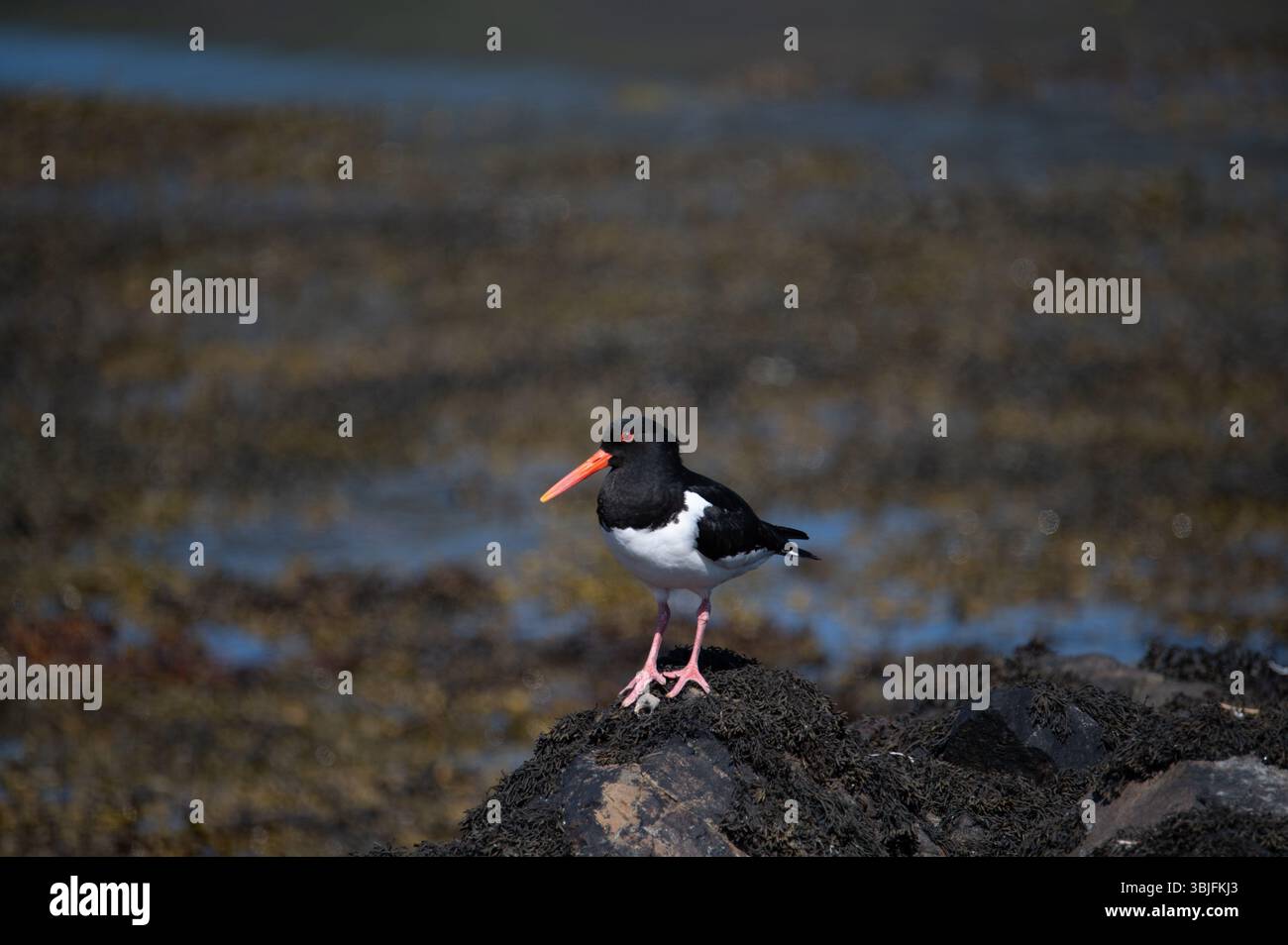 Austernfänger auf Felsen bei Lochbuie, Isle of Mull, Schottland Stockfoto