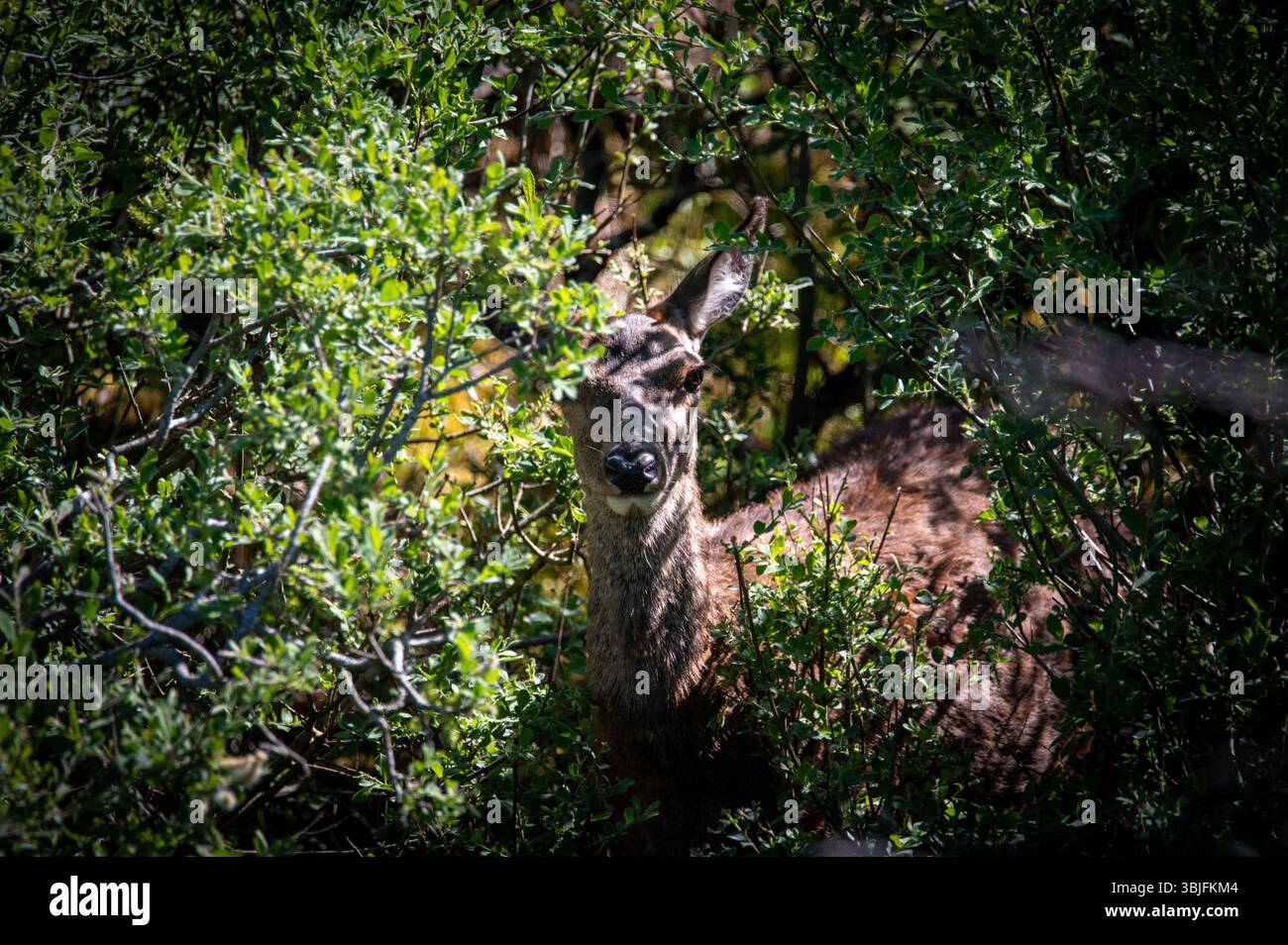 Red Deer Doe versteckt in Büschen auf der Isle of Mull, Schottland. Stockfoto