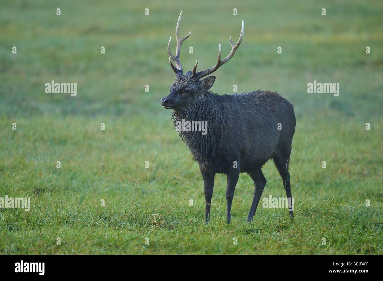 Sika-Hirsch (Cervus nippon), mit Geweih auf einer Wiese bei Sonnenaufgang, natürlicher Hintergrund, Deutschland, Europa Stockfoto