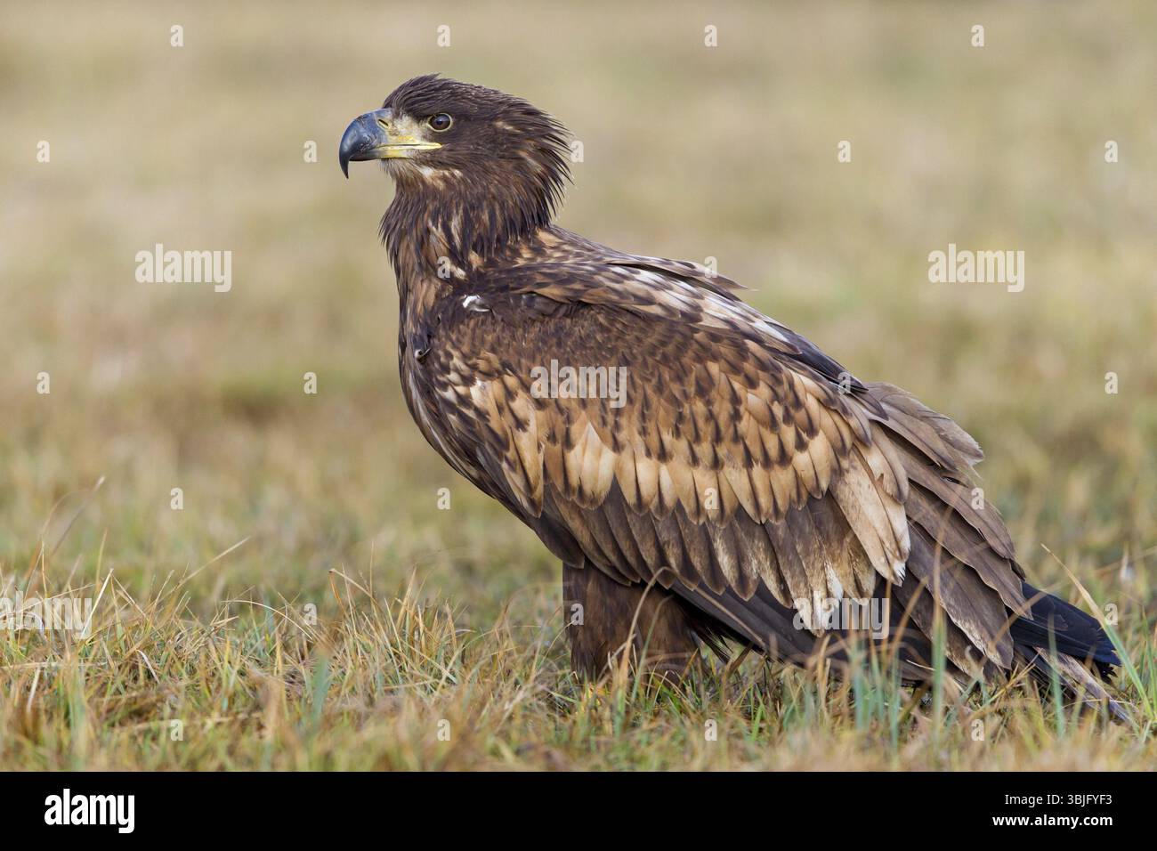 Seeadler, Falkenfamilie, Tiere, Vögel, Raubvögel, (Haliaeetus albicilla), Biotope, Habitat, Futtersuche, Zentrapole, Kutno, Lodz, Polen, Stockfoto