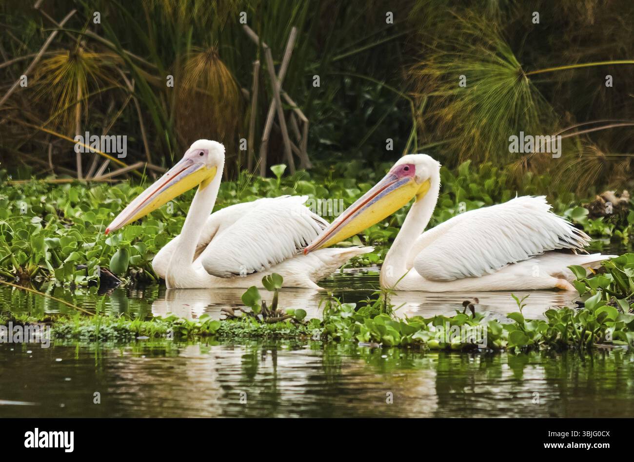 Pelikan Vogel in Afrika. ein wasservögel Pelican Stockfoto