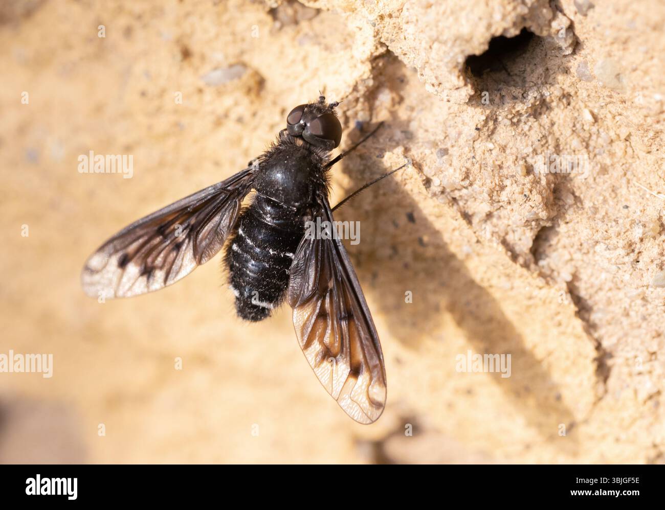 Berlin, Deutschland. Juni 2025. 14.06.2025, Berlin. Ein Milzbrand sitzt auf einer Tonwand neben dem Loch einer Wildbiene. Anthrax Anthrax ist eine Fliegenart aus der Familie der Bombyliidae und ein Brutparasit von Wespen und Bienen, deren Brut von den Larven des Anthrax-Anthrax-Parasitärs befallen ist. Kredit: Wolfram Steinberg/dpa Kredit: Wolfram Steinberg/dpa/Alamy Live News Stockfoto