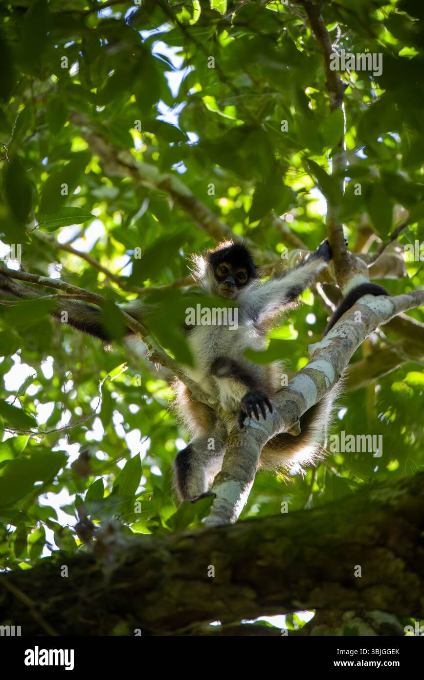 Geoffroys Spinnenaffen mit langen Gliedmaßen und Schwanz zwischen grünen Blättern im Dschungeldach an der Ausgrabungsstätte Calakmul, Mexikos Halbinsel Yucatan. Stockfoto