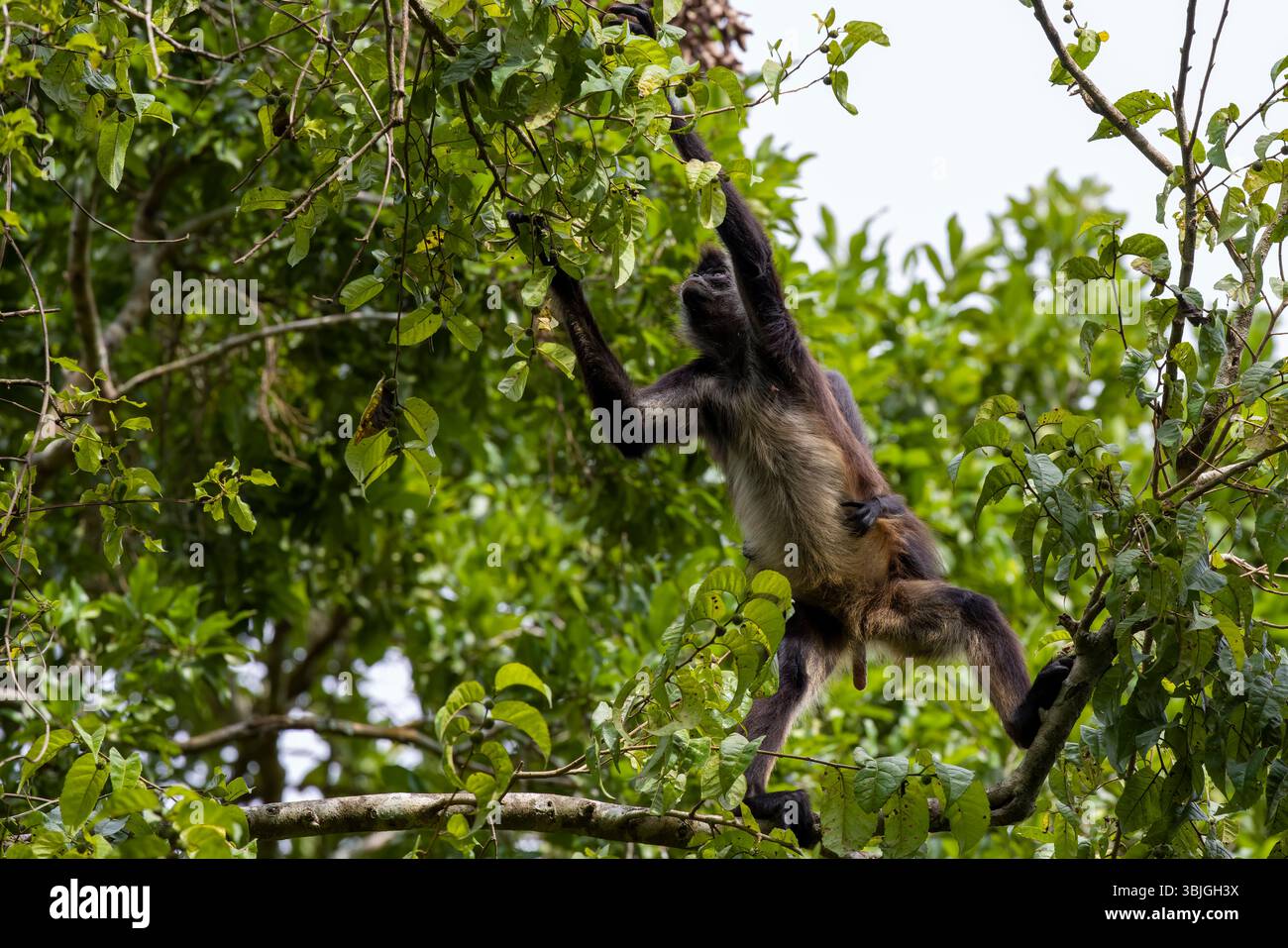 Geoffroys Spinnenaffen mit langen Gliedmaßen, die an Ästen in Mexiko hängen, Yucatan Peninsula, Calakmul Biosphärenreservat Dschungel. Stockfoto