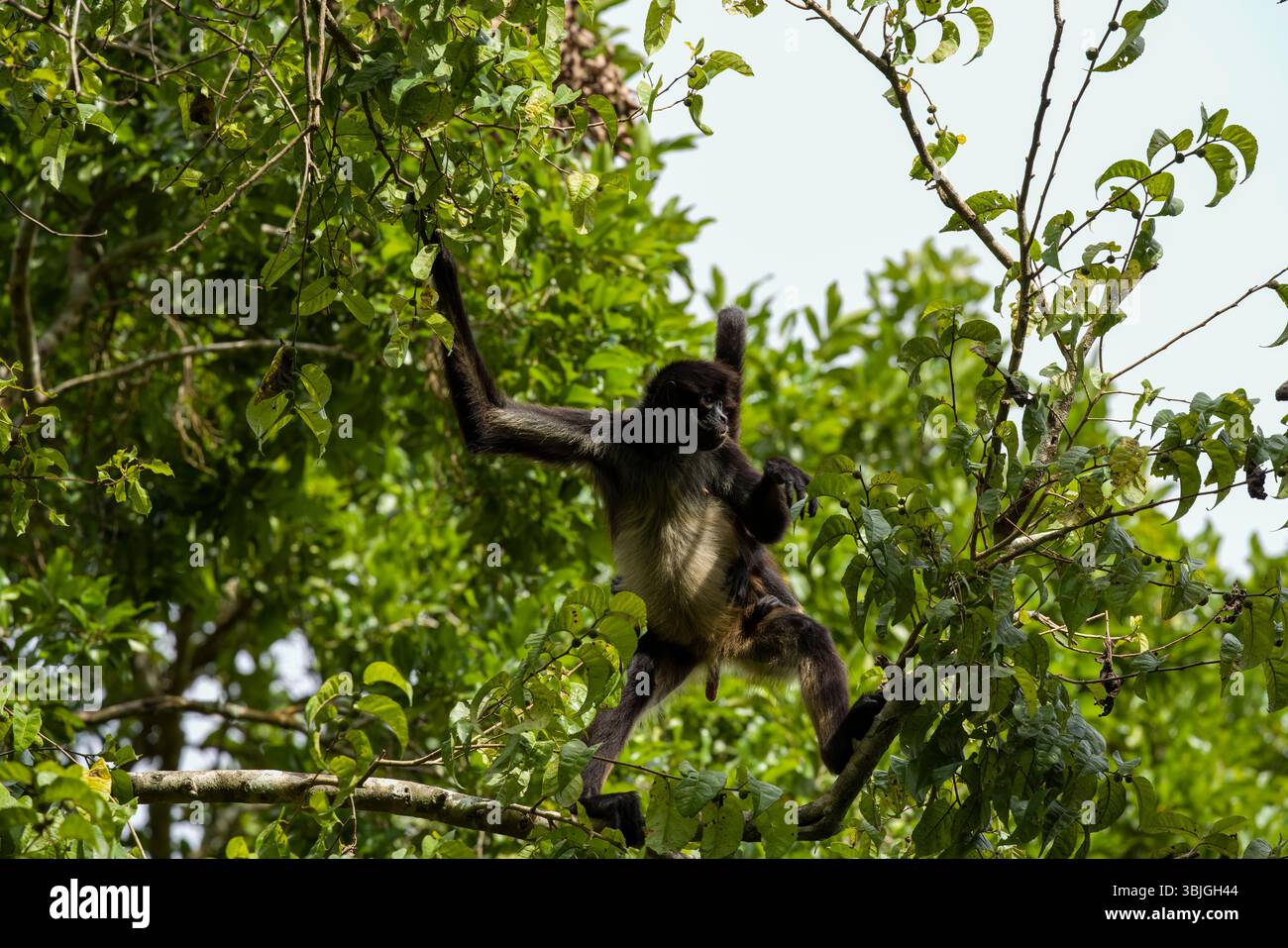 Geoffroys Spinnenaffen mit langen Gliedmaßen schwingen durch Äste in Mexiko, Yucatan Peninsula, Calakmul Biosphärenreservat Dschungel. Stockfoto