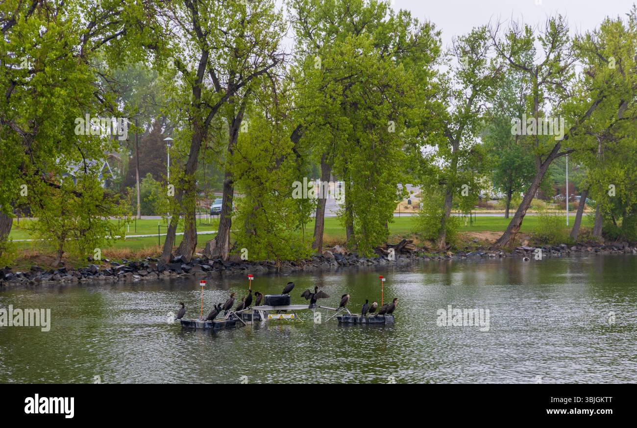 Doppelkormorane (Nannopterum auritum) im Holliday Park von Cheyenne, Wyoming. Stockfoto