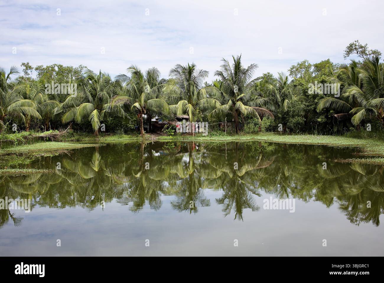 Palmengesäumter Fischteich oder Pukur in der Nähe von Kuakata, Bangladesch, spiegelt die ländliche Aquakultur und den Lebensunterhalt des Alltags wider. Stockfoto