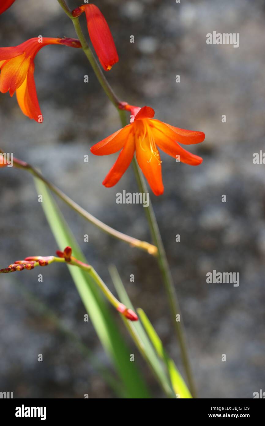 Makrobild der leuchtend roten Blüten einer Crocosmia, auch bekannt als Montbretia, in einem Garten in Monterey, CA. Stockfoto