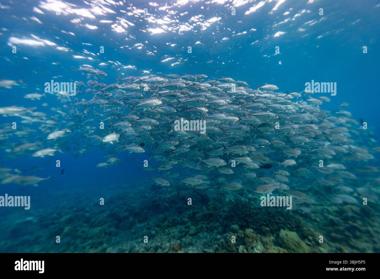 Eine Fischschule schwimmt zusammen im Ozean, um Schutz zu haben oder um Nahrung effizienter zu finden. Stockfoto