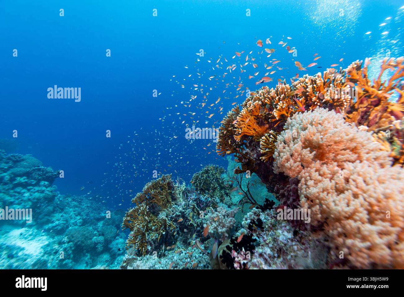 Eine lebendige Unterwasserszene zeigt ein blühendes Korallenriff voller Leben. Schwärme kleiner, orangener Fische schwimmen um die Korallenformationen und schaffen ein dynamisches und farbenfrohes Spektakel. Die Korallen selbst weisen eine Vielzahl von Formen und Texturen auf, die zur Artenvielfalt des Riffökosystems beitragen. Stockfoto
