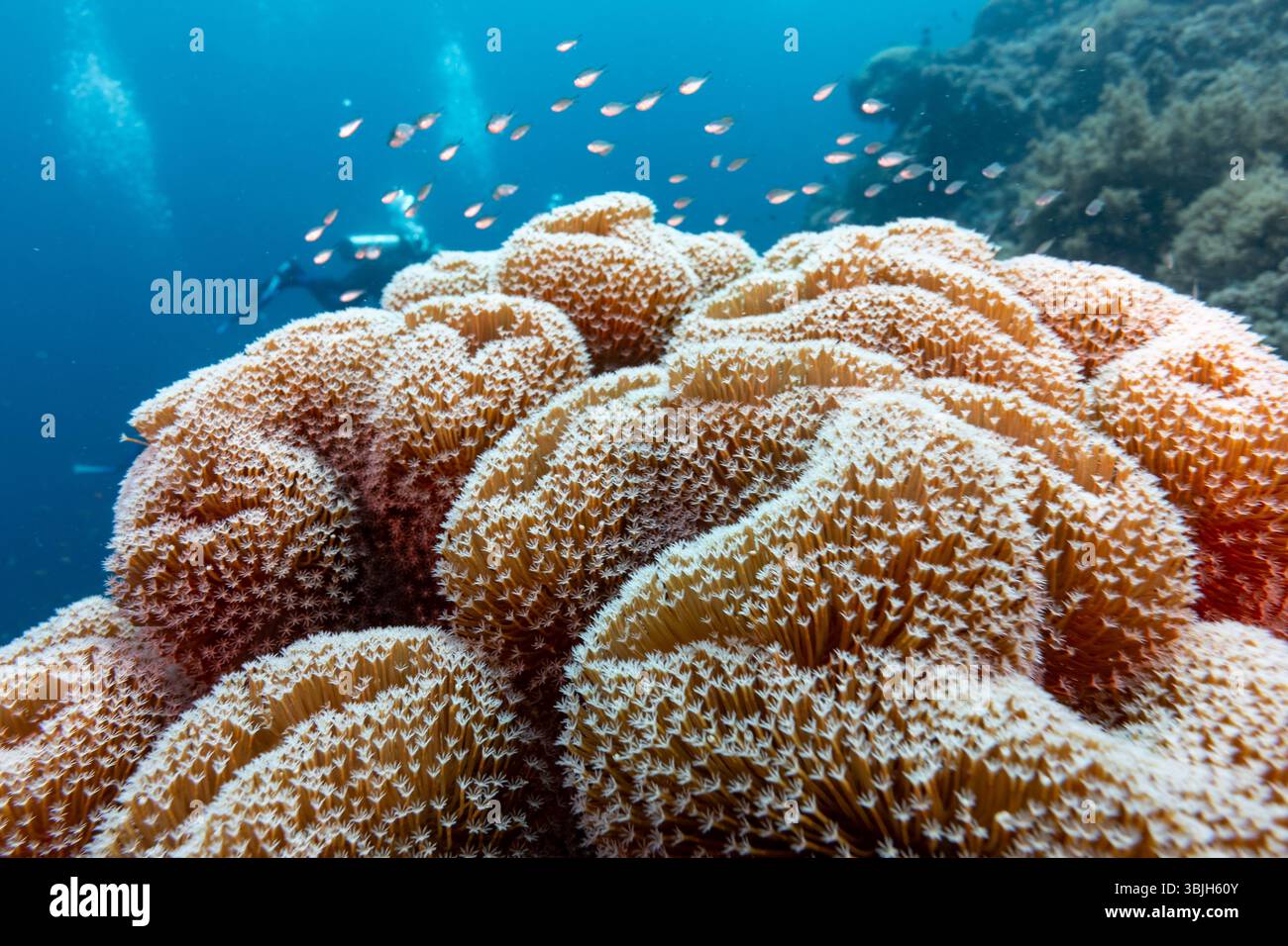 Ein Taucher erkundet ein pulsierendes Korallenriff voller kleiner Fische und zeigt die Schönheit und Artenvielfalt der Unterwasserökosysteme. Stockfoto