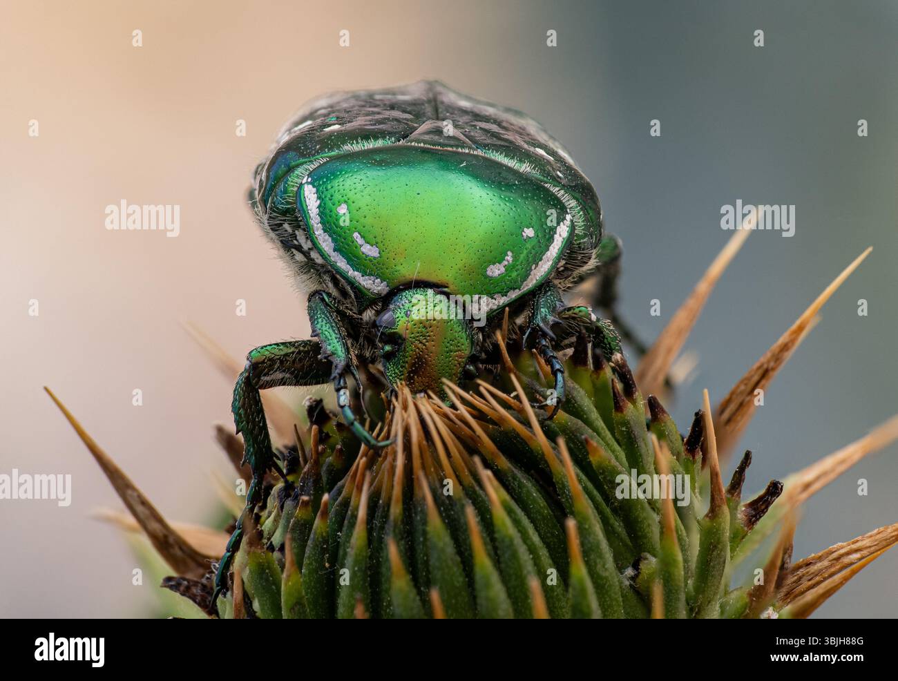 Eine Makroaufnahme eines grünen Rosen-Scheuers mit metallischem Glanz, der auf einer Distelknospe sitzt. Feine Details seiner glänzenden Schale, Beine, Antennen und des stacheligen Textu Stockfoto