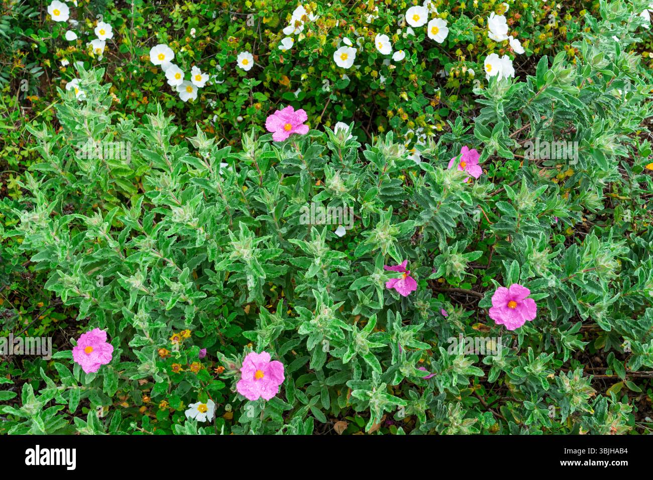 Wilde Blumen auf den Klippen des Camilo Beach in der Nähe von lagos, Algarve, Portugal, Europa. Stockfoto