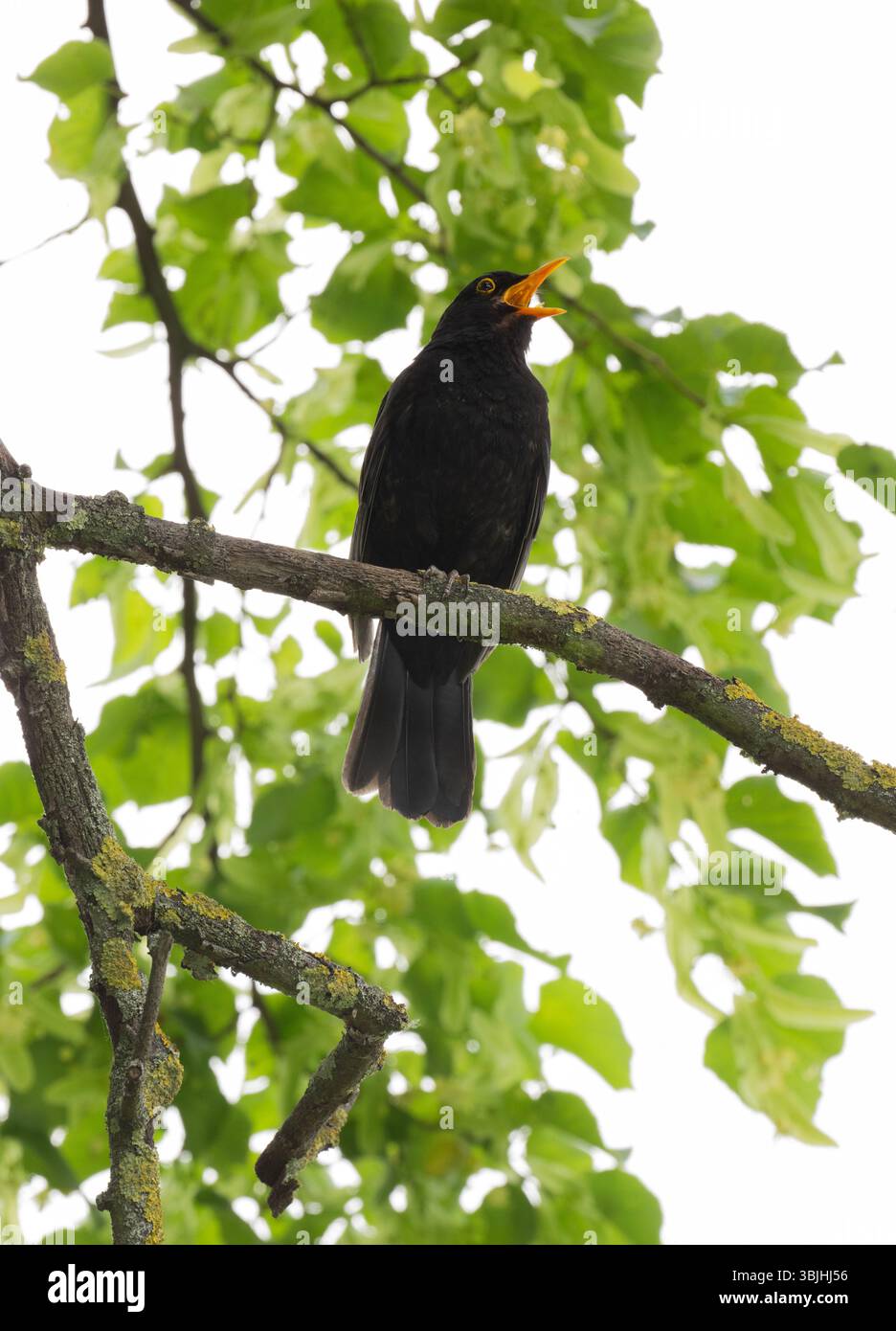 Männlicher gemeiner Blackbird, Turdus Merula, singend aus einer Zweigstelle im Frühling, Regent's Park, London, Vereinigtes Königreich Stockfoto