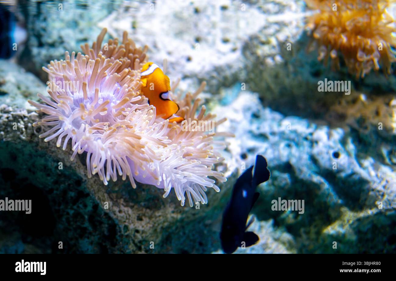 Farbenfrohe Unterwasserwelt mit einem leuchtenden orangen Clownfisch, eingebettet in Meeresanemonen, in einem friedlichen Lebensraum eines Korallenriffs. Die natürliche Schönheit und Bio Stockfoto