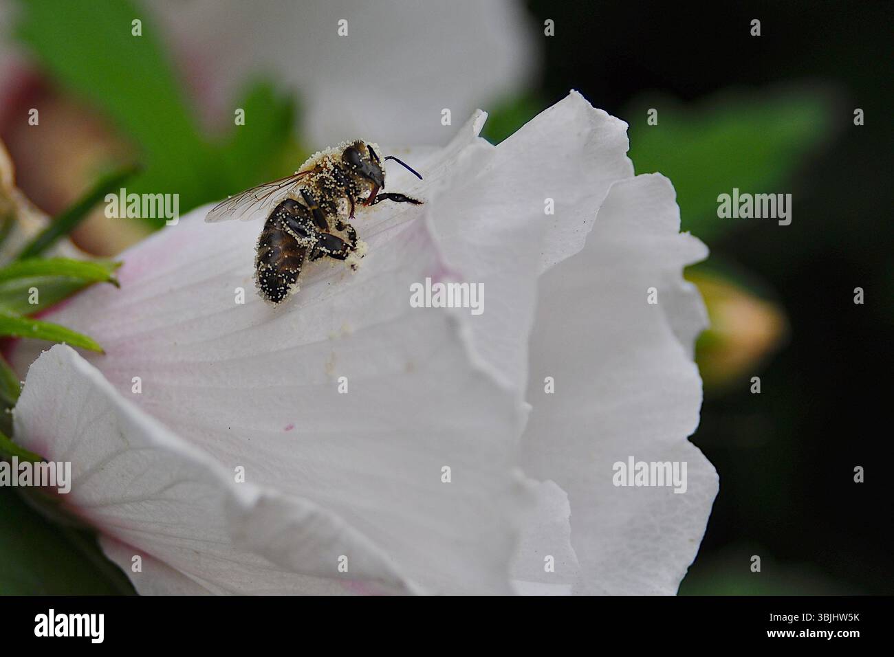 Makro einer Biene auf einer weißen Blume Stockfoto