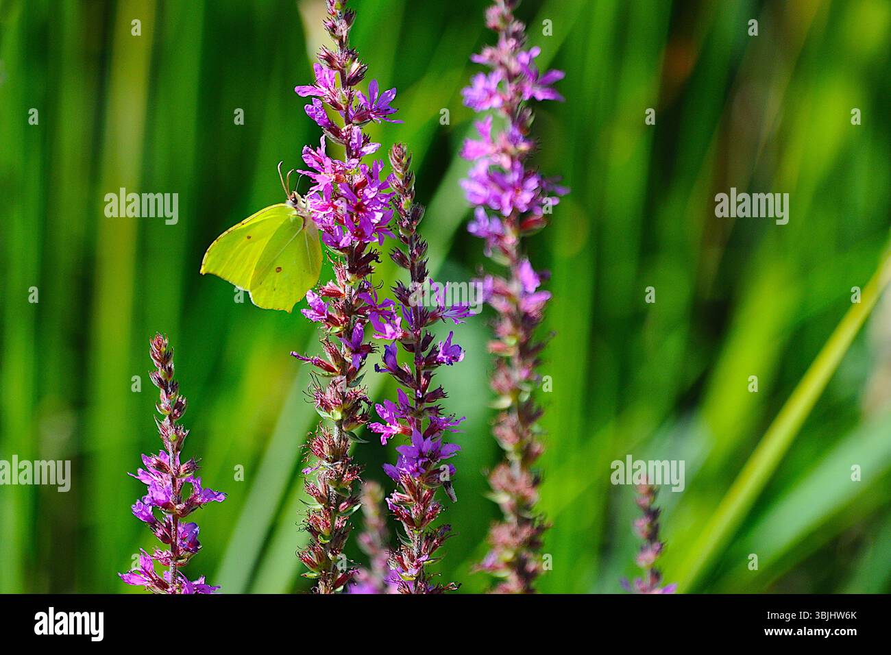 Grüner Schmetterling auf lila Blumen Stockfoto