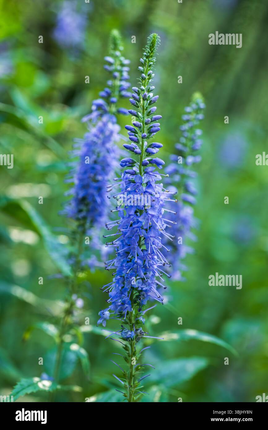 Blühende Blüten von Veronica longifolia - Garten speedwell oder Longleaf speedwell, blühende Pflanze in der Familie Plantaginaceae, heimisch in Europa und A Stockfoto