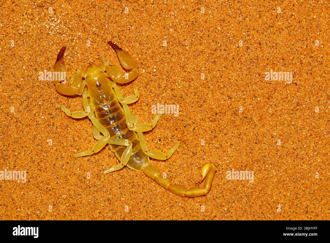 Südafrikanischer Grabskorpion (Opistophthalmus tumas) auf der roten Sanddüne des Namib-Naukluft-Nationalparks, Namibia Stockfoto