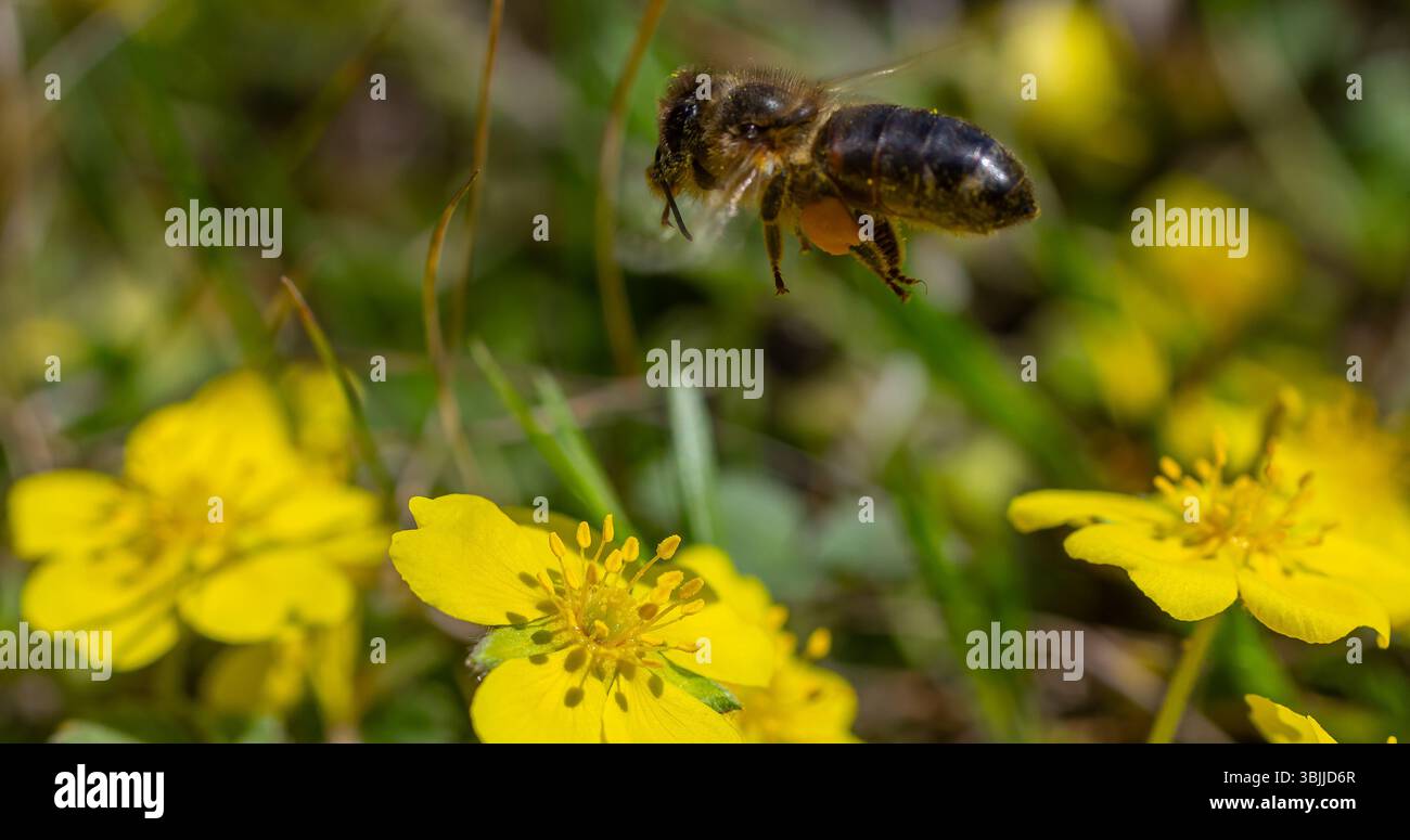 Eine Biene wird während des Fluges in der Nähe von hellgelben Blüten auf einer üppigen Wiese gefangen. Diese Szene veranschaulicht die Schönheit der Bestäubung und die Ankunft des Sprins Stockfoto