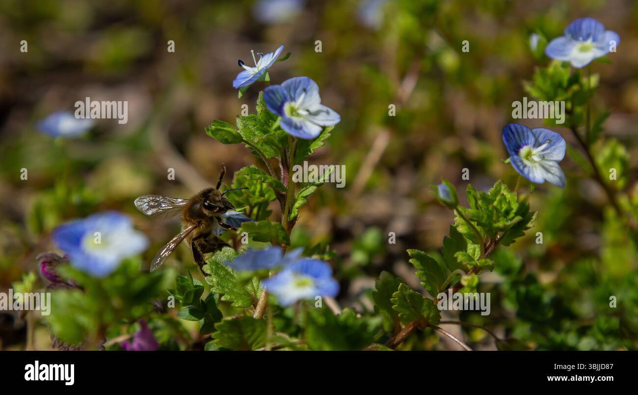 Die hellblauen Blumen des Germander speedwell locken eine Biene, die Nektar sucht, in einem lebendigen Garten unter der warmen Frühlingssonne an. Stockfoto