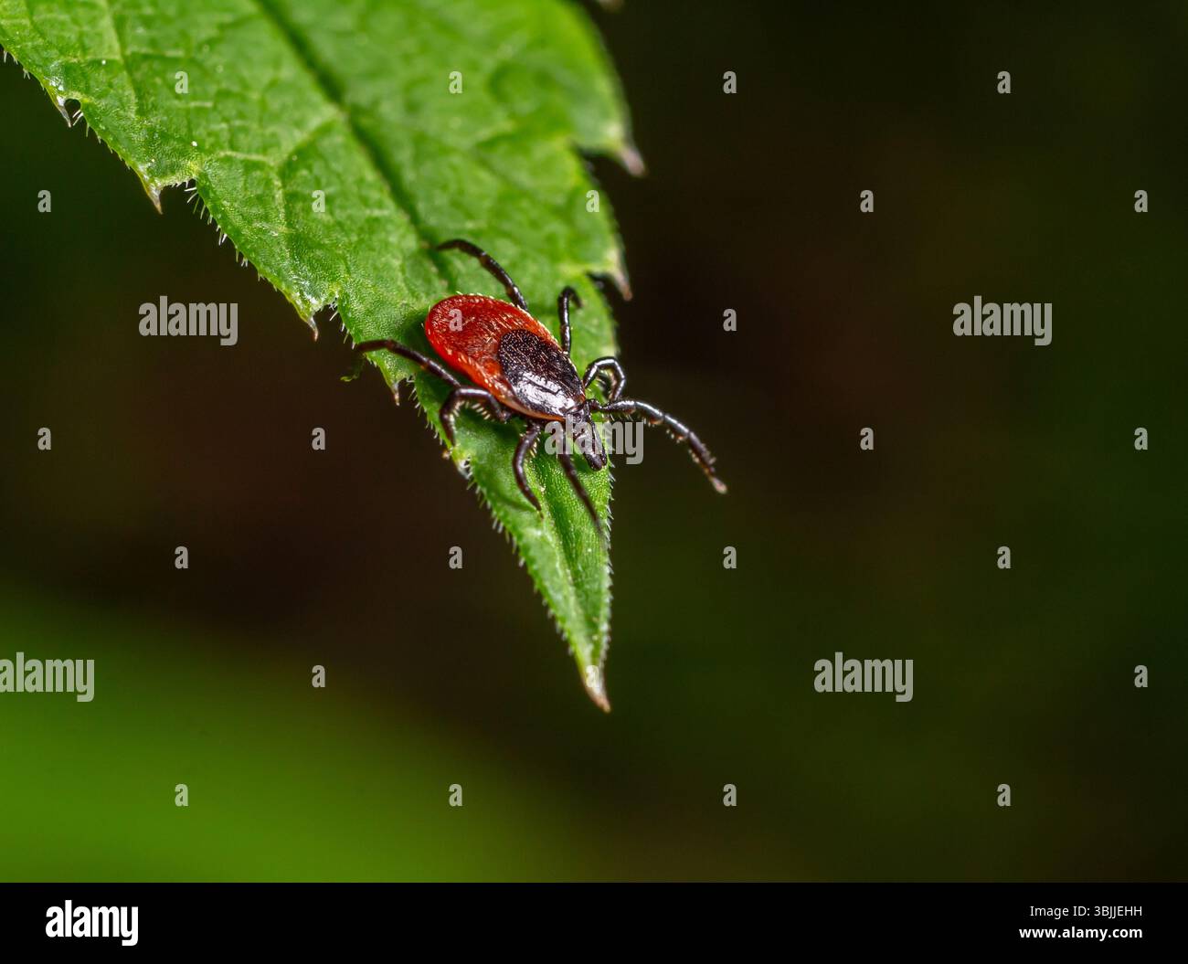 Nahaufnahme einer roten und schwarzen Zecke auf einem grünen Blatt in einem bewaldeten Gebiet bei Tageslicht. Stockfoto