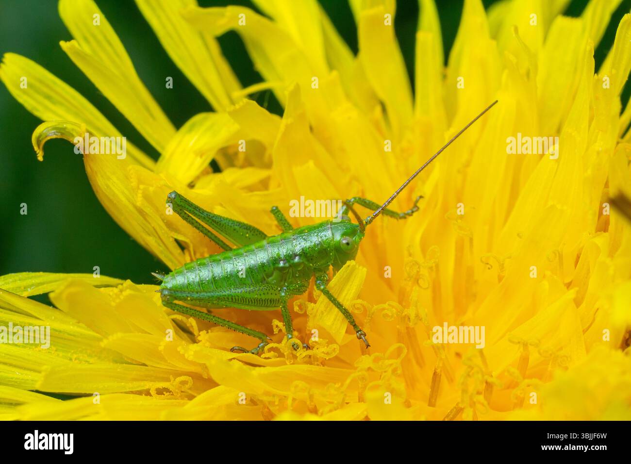 Diese erste Staffelnymphe von Leptophyes punctatissima liegt auf einem blühenden Löwenzahn. Ihr lebhafter grüner Körper verschmilzt mit den hellgelben Blütenblättern unter Su Stockfoto