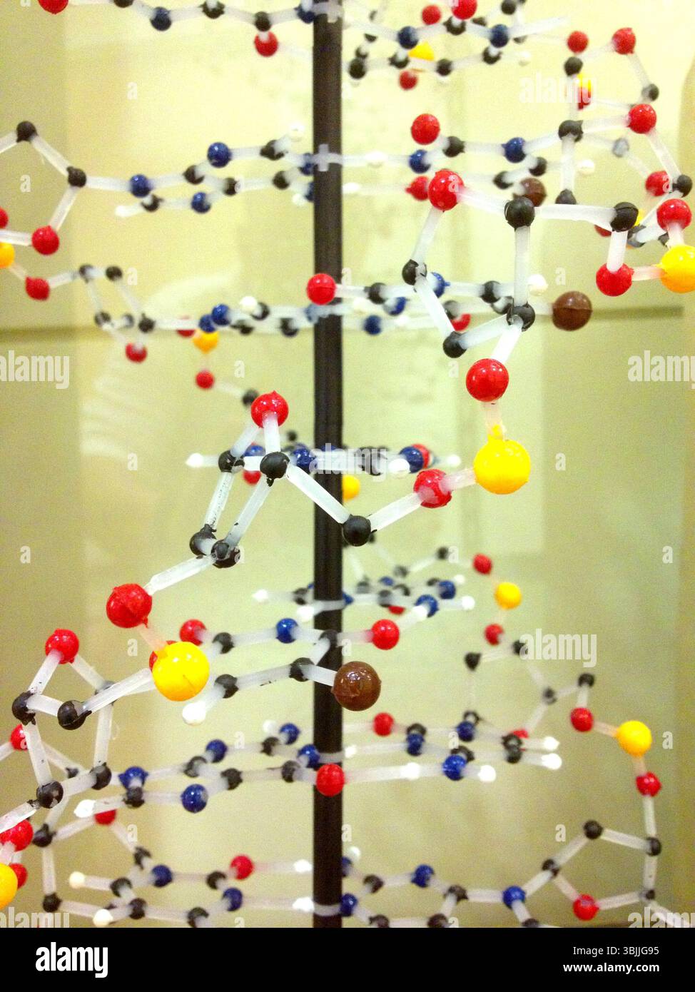 Teil des Modells der menschlichen DNA-Doppelhelix Glen Ellyn Illinois USA Stockfoto