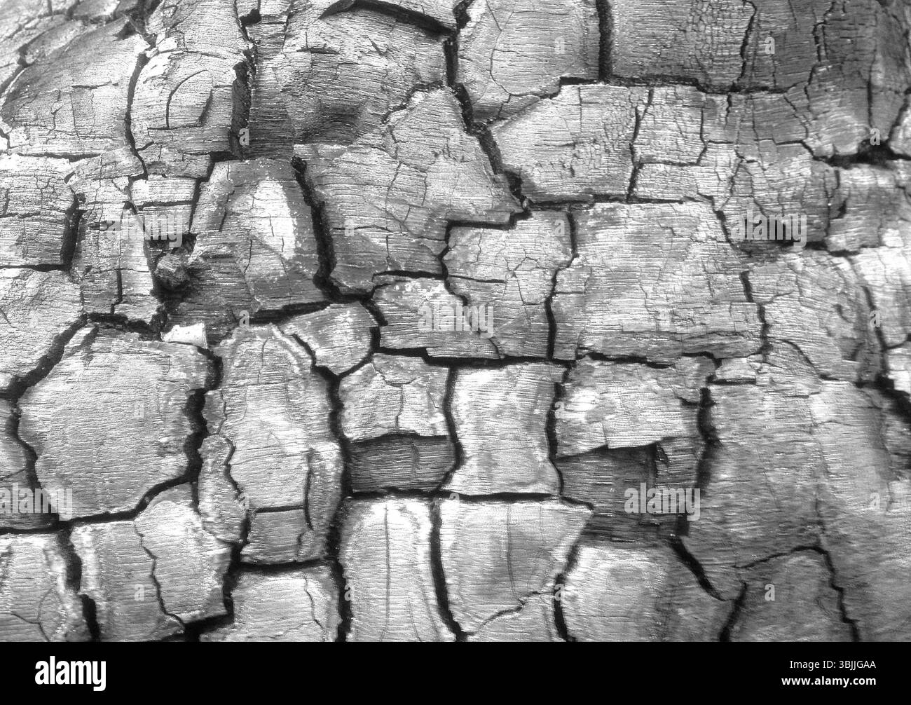 Nahaufnahme des verkohlten Baumstamms Stockfoto