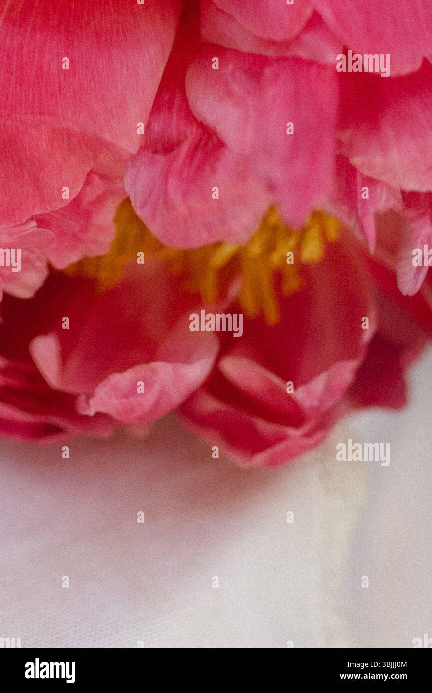 Makrobild von rosa Pfingstrose Stockfoto