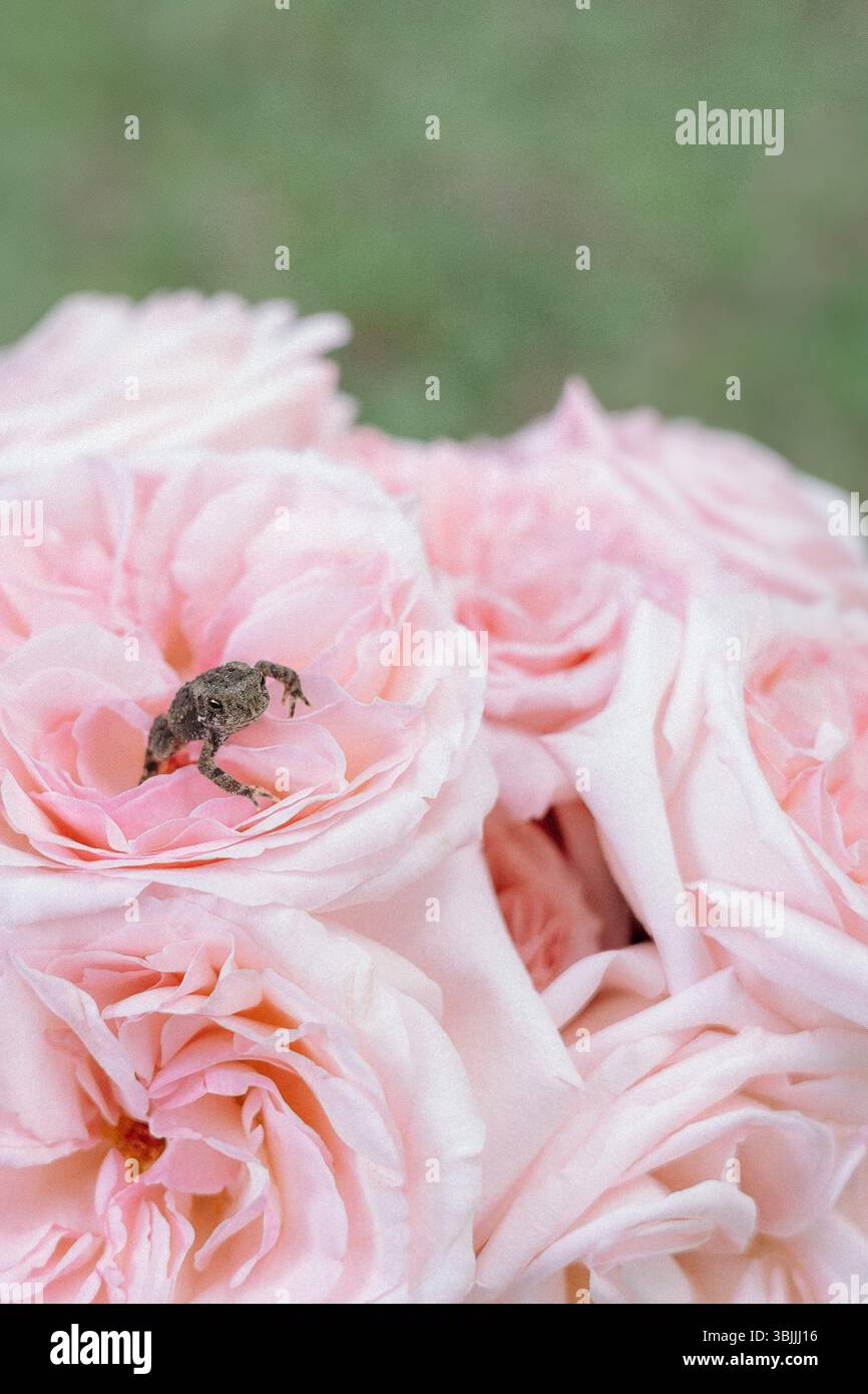 Babyfrosch sitzt auf einem Strauß rosa Rosen Stockfoto