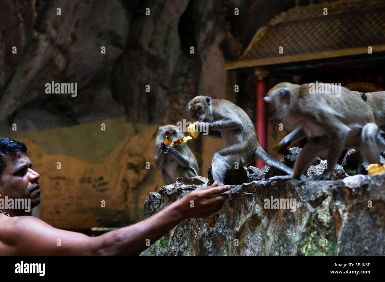 Affe füttern Bananen an andere Affen in einer Höhle Stockfoto