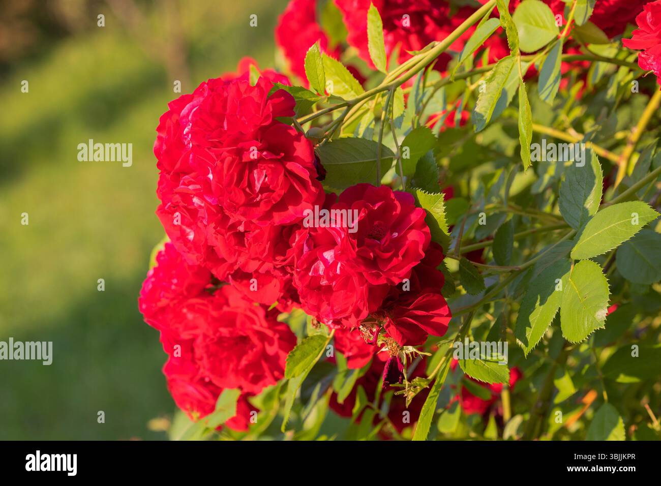 Rote Rosen in voller Blüte im Garten Stockfoto
