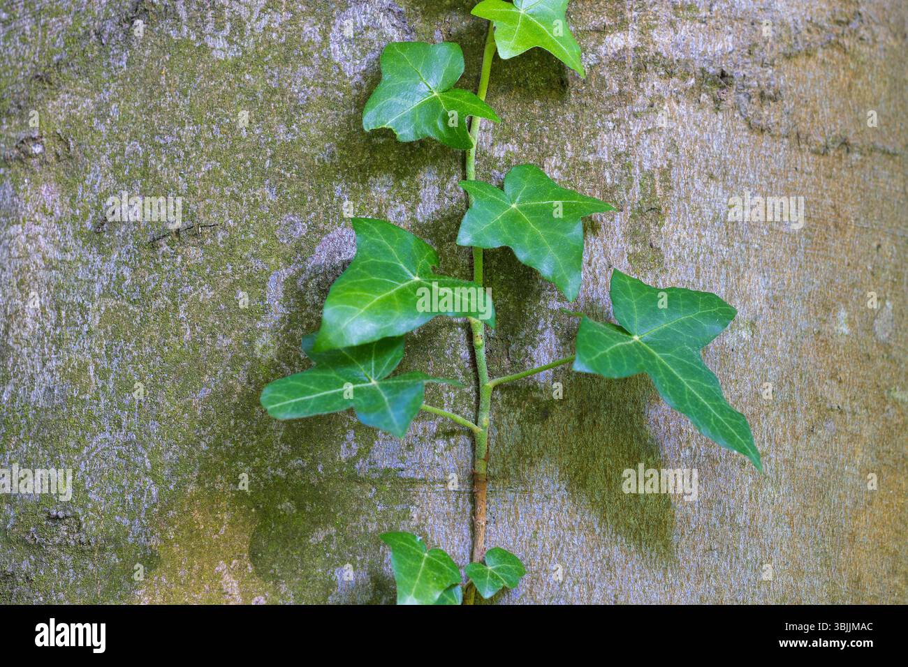 Efeu (Hedera helix) wächst auf einer Buche (Fagus sylvatica) Stockfoto