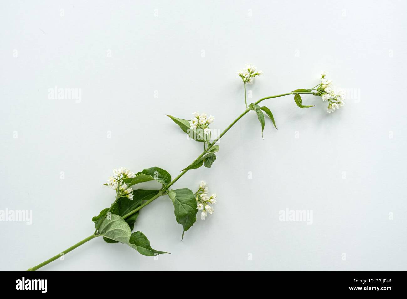 Nahaufnahme von Vincetoxicum hirundinaria, einem Heilkraut mit weißen sternförmigen Blüten und grünen Blättern, ideal zur Veranschaulichung der Phytotherapie, natürliche r Stockfoto