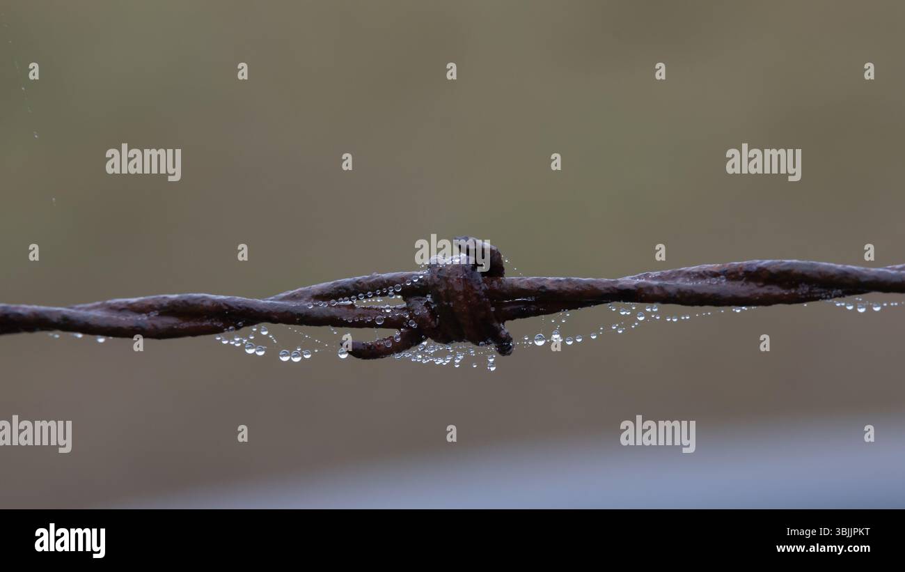 Wassertröpfchen, die an Spinnennetz an einem Stacheldrahtzaun befestigt sind. Stockfoto
