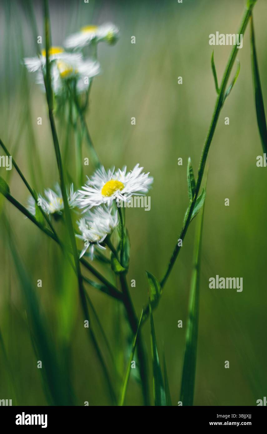 Wilde Kamille im Sommer Stockfoto