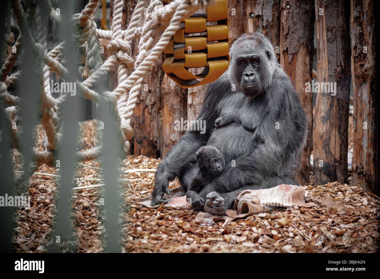 Mutter Tieflandgorilla mit ihrem Baby im Zoo Stockfoto
