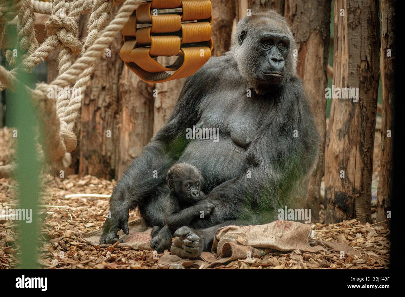Mutter Tieflandgorilla mit ihrem Baby im Zoo Stockfoto