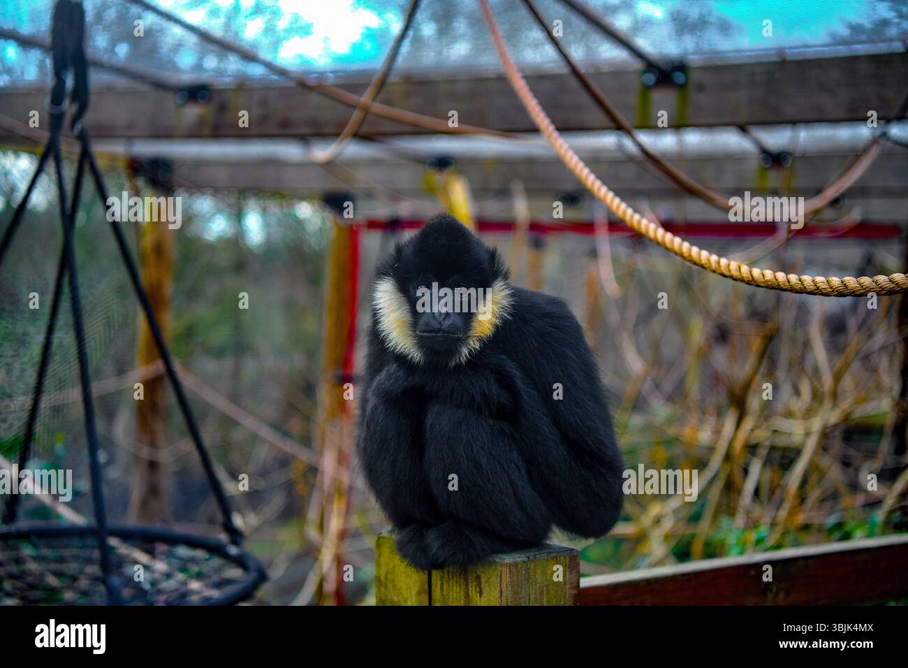 Nahaufnahme eines männlichen Gibbon-Affen im Zoo Stockfoto