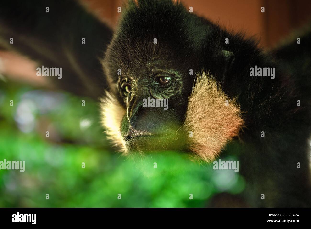Nahaufnahme eines männlichen Gibbon-Affen im Zoo Stockfoto