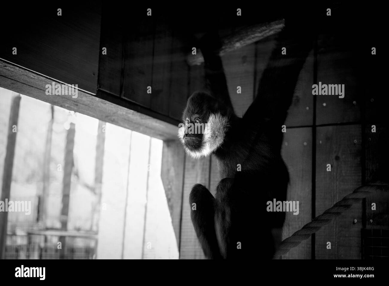 Nahaufnahme eines männlichen Gibbon-Affen im Zoo Stockfoto